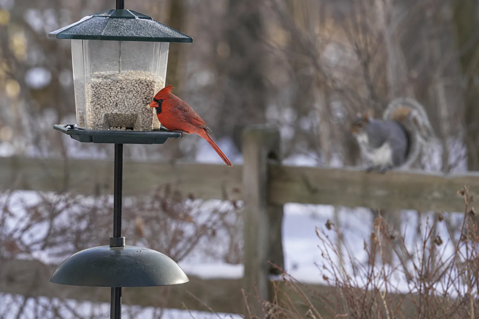 A gray squirrel on a fence rail looking toward a tube feeder where a cardinal feeds (AI illustration)