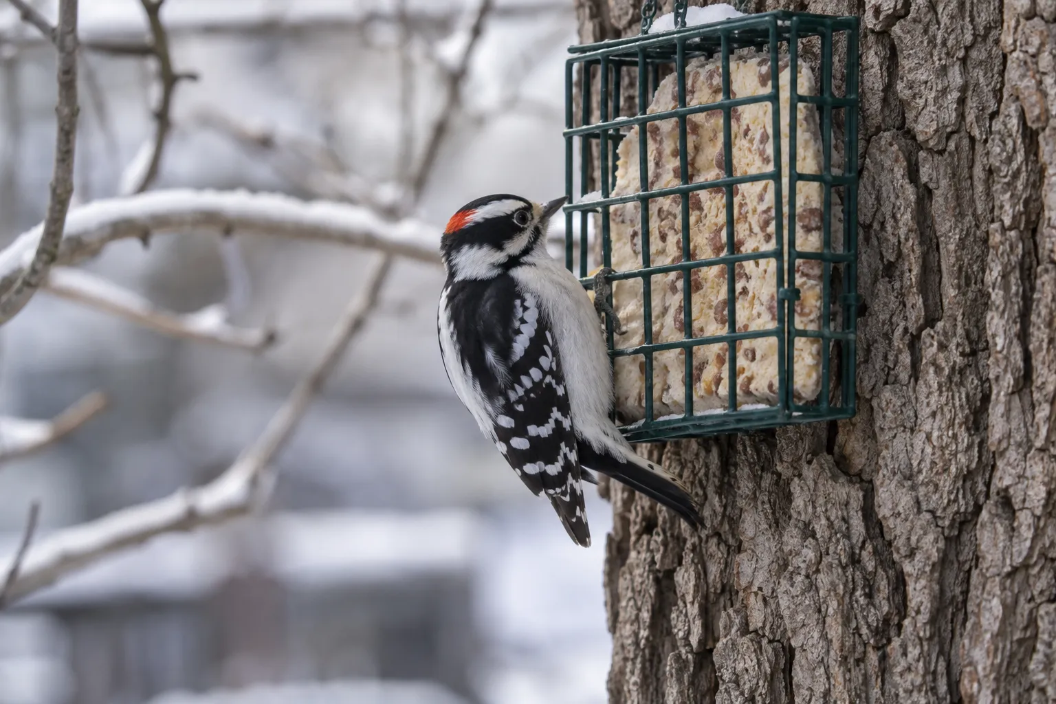 A Downy Woodpecker clinging to a wire suet cage holding a nut-studded suet cake on a tree trunk (AI illustration)