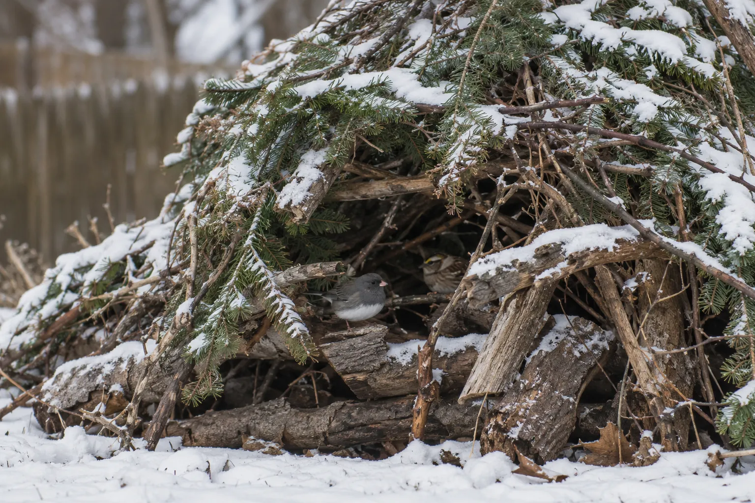 A loose, dome-shaped pile of logs and branches at the edge of a snowy yard with small sparrows sheltering inside (AI illustration)