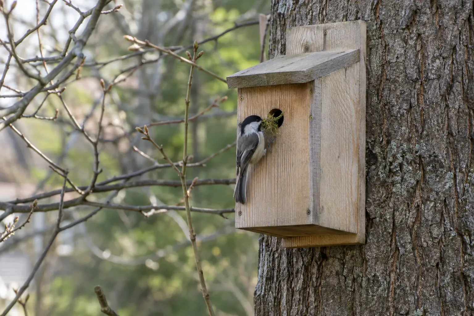 Small plain wooden nest box with a small round entrance hole mounted on a tree trunk, a Black-capped Chickadee clinging below the hole (AI illustration)