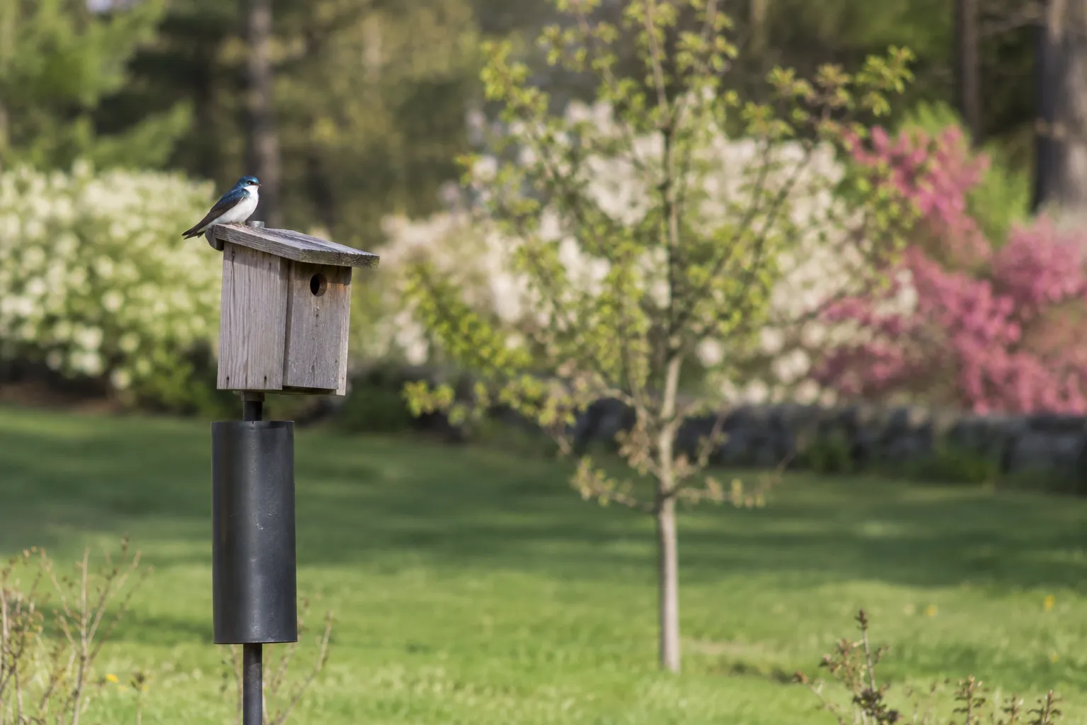 A wooden nest box on a metal pole with a cylindrical predator baffle, standing in an open garden (AI illustration)
