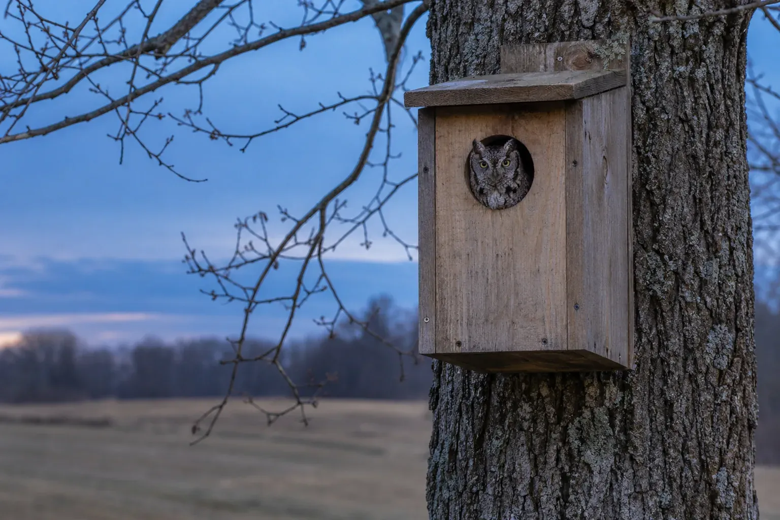 Plain wooden owl nest box mounted high on a mature oak trunk at the edge of a field, an Eastern Screech-Owl peering from the round entrance at dusk (AI illustration)