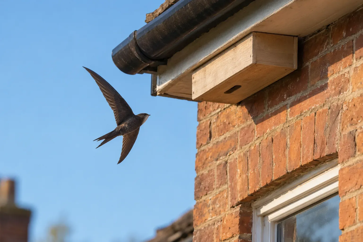 Pale wooden swift nest box fixed under the eaves of a brick house, a Common Swift flying toward the narrow slot entrance against a blue summer sky (AI illustration)