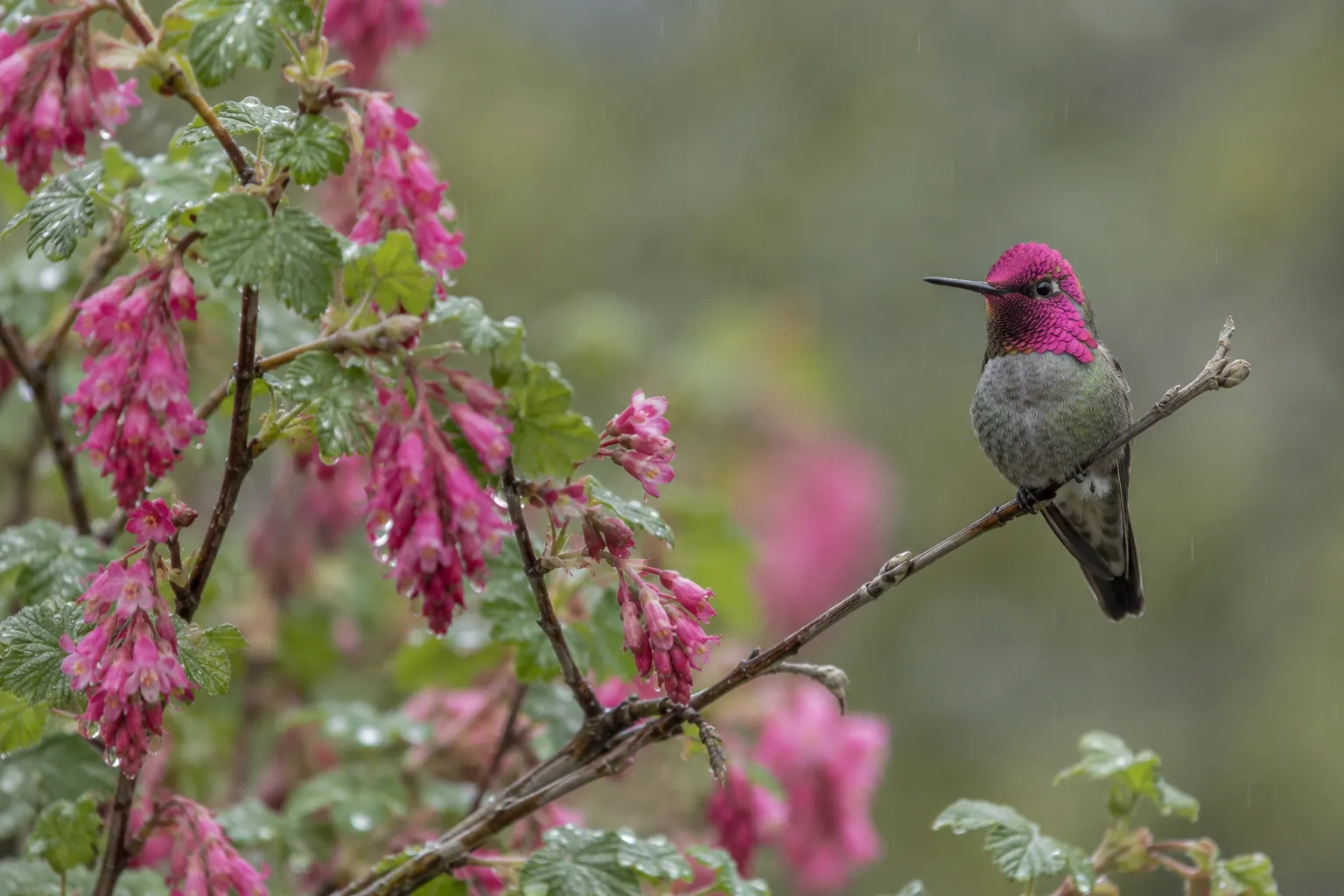 A male hummingbird with a rose-pink head and throat perched on a bare twig beside pink currant flowers in late winter (AI illustration)