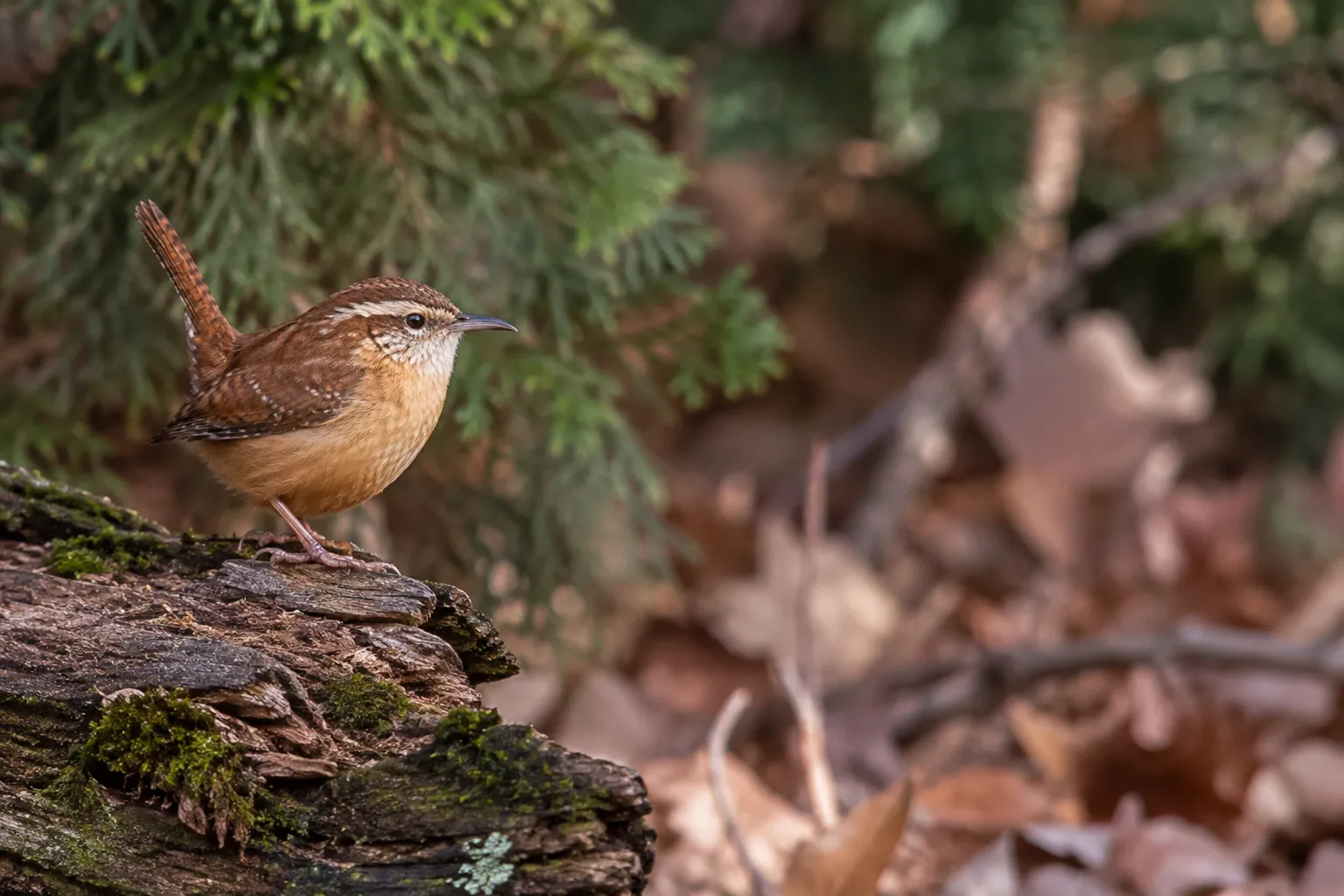 A small rusty-brown wren with a white eyebrow stripe and cocked tail perched on a mossy log beside a brush pile (AI illustration)