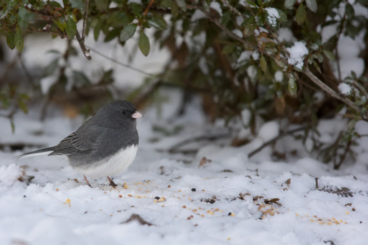 A slate-gray Dark-eyed Junco with a white belly and pink bill hopping on snow beneath a shrub (AI illustration)