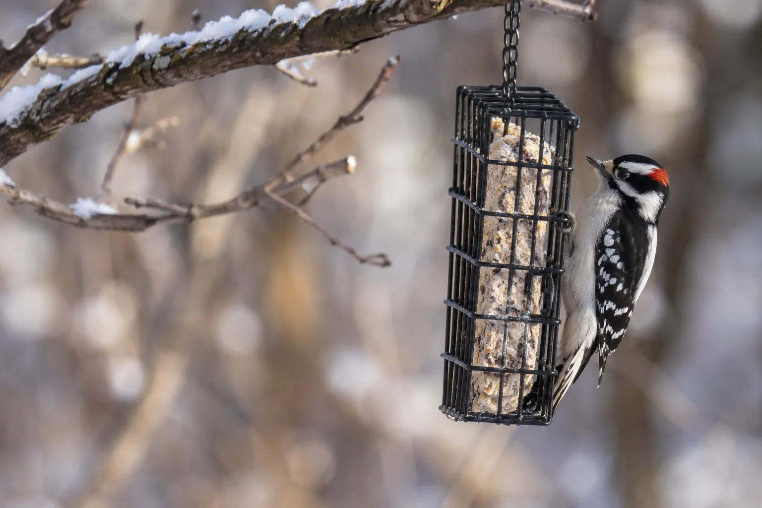 A small black-and-white woodpecker with a red nape patch clinging to a suet cage hanging from a bare branch (AI illustration)