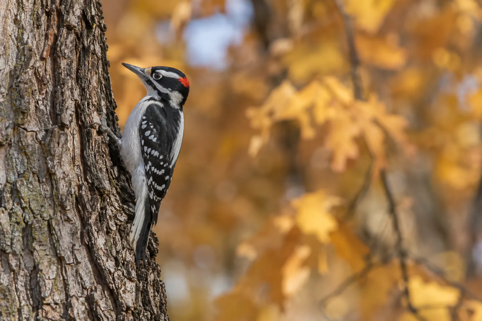 A black-and-white woodpecker with a long straight bill and a red patch on the back of the head clinging to a large tree trunk (AI illustration)