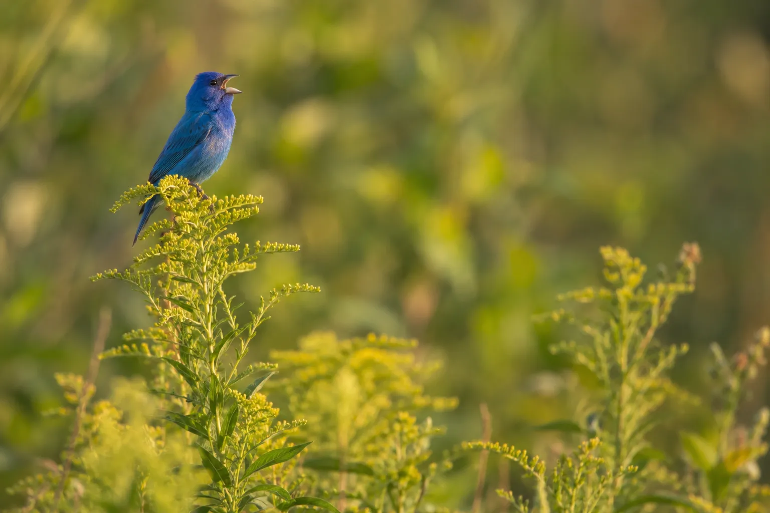 A small all-blue songbird singing from the tip of a tall stem at the edge of a weedy meadow (AI illustration)