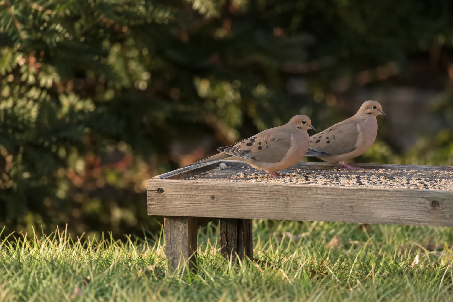 Two Mourning Doves feeding on scattered seed on a low wooden platform feeder (AI illustration)