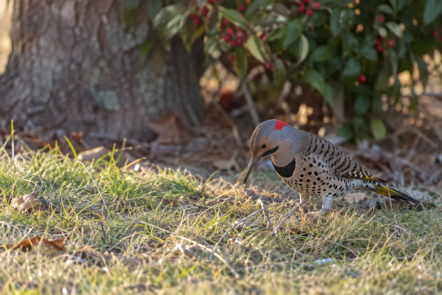 A large brown woodpecker with black spots and a black chest crescent probing the ground in a grassy lawn (AI illustration)