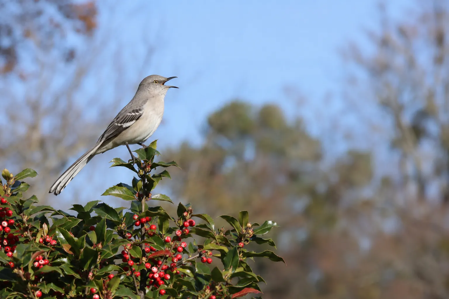 A slender gray songbird with white wing patches singing from the top of a berry-laden holly shrub (AI illustration)