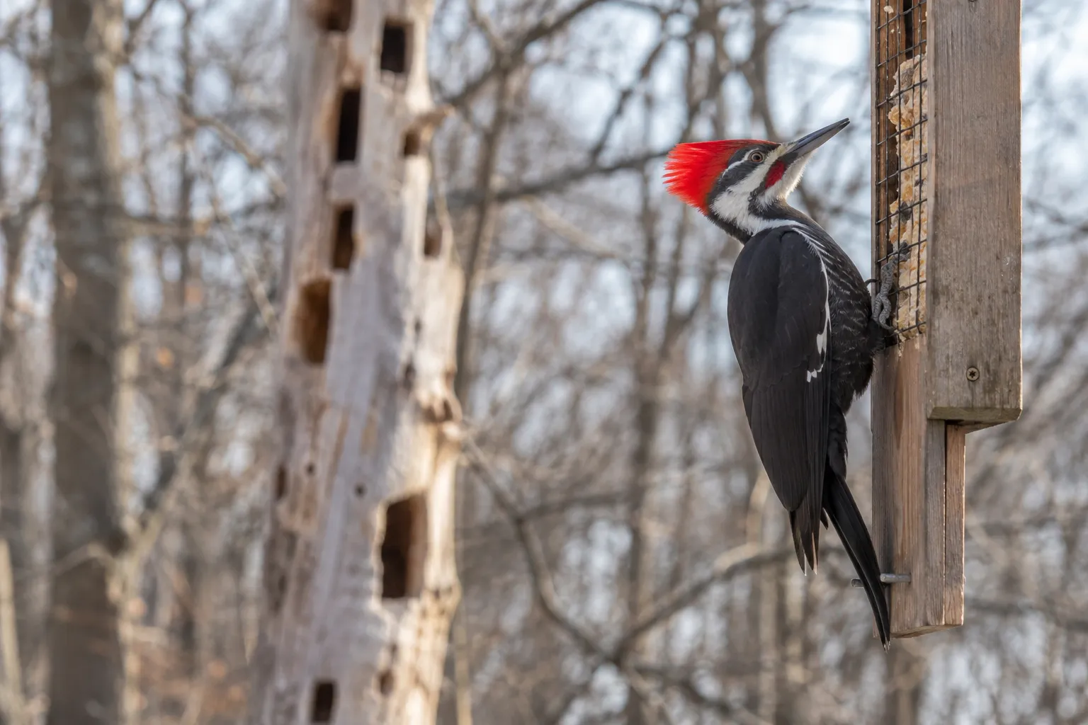 A large black woodpecker with a flaming red crest clinging to a hanging suet feeder beside a wooded yard (AI illustration)