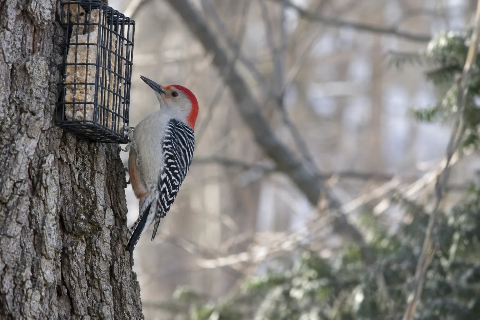 A pale woodpecker with a black-and-white barred back and a red cap and nape clinging to a tree beside a hanging suet feeder (AI illustration)