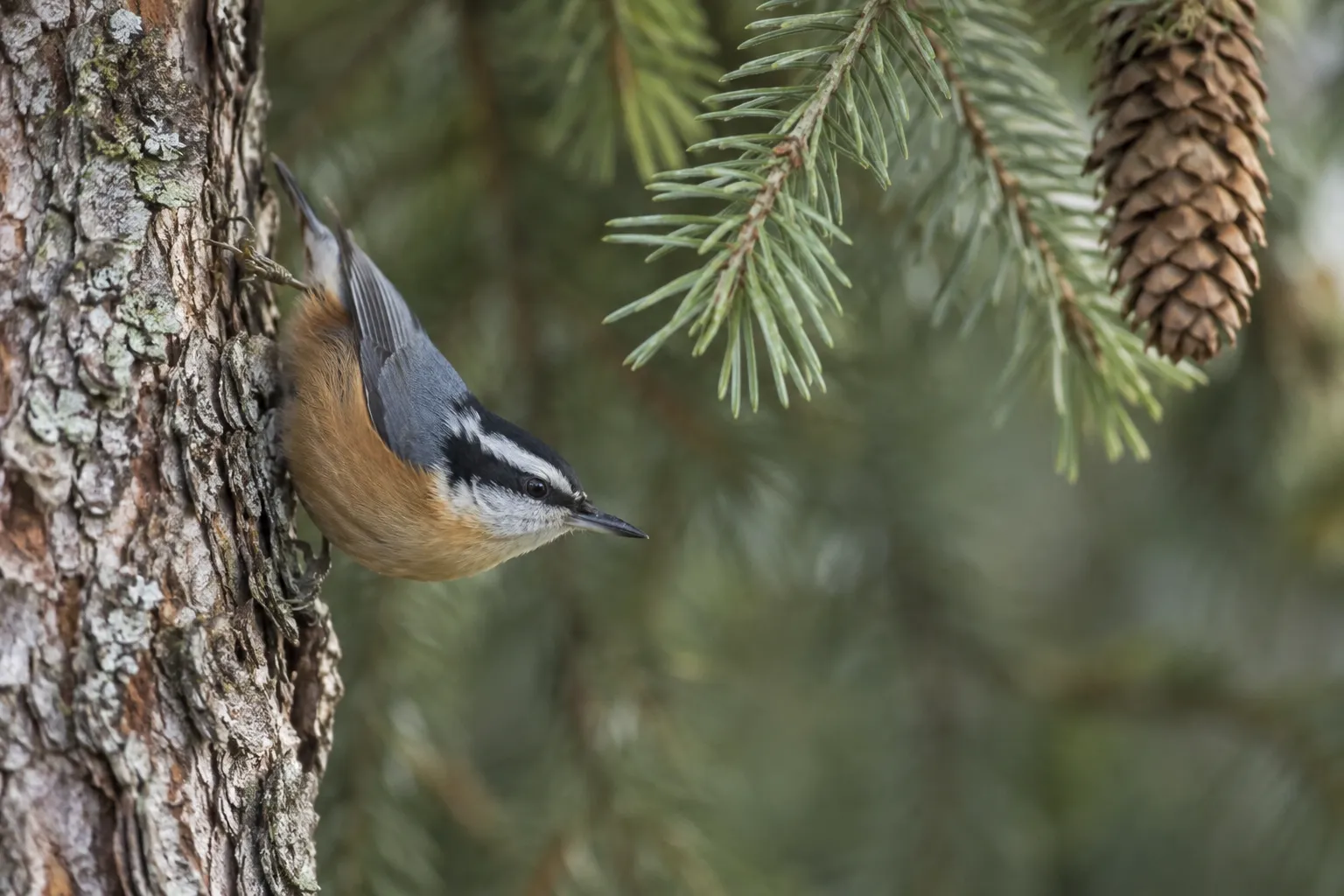 A small blue-gray nuthatch with a black eye stripe and rusty underparts clinging head-down to a spruce trunk (AI illustration)