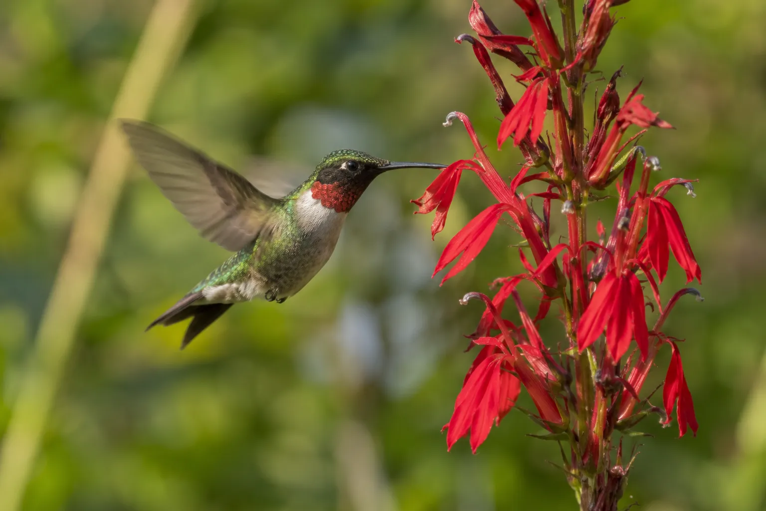 A male hummingbird with a glowing red throat hovering at a red tubular wildflower in a summer garden (AI illustration)
