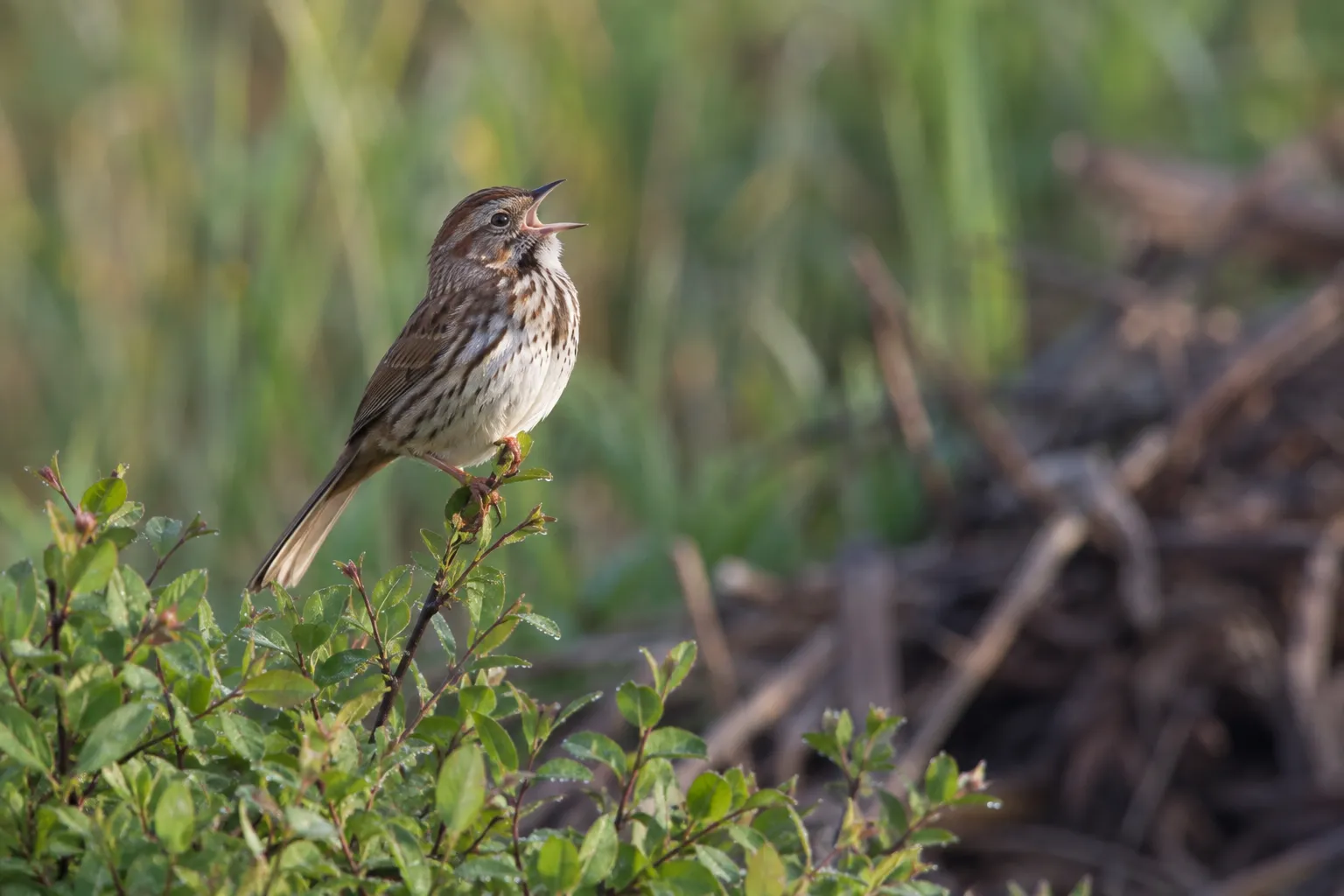 A streaky brown Song Sparrow singing from the top of a low shrub at the edge of a garden (AI illustration)