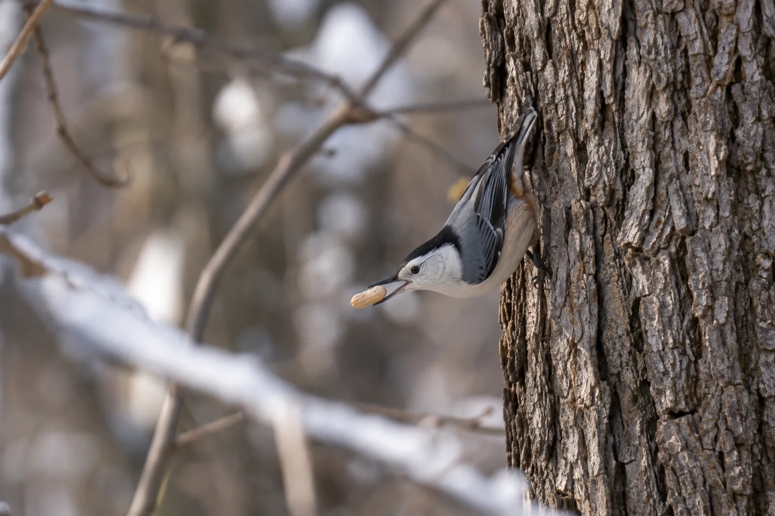 A White-breasted Nuthatch clinging headfirst down the bark of an oak trunk with a peanut in its bill (AI illustration)