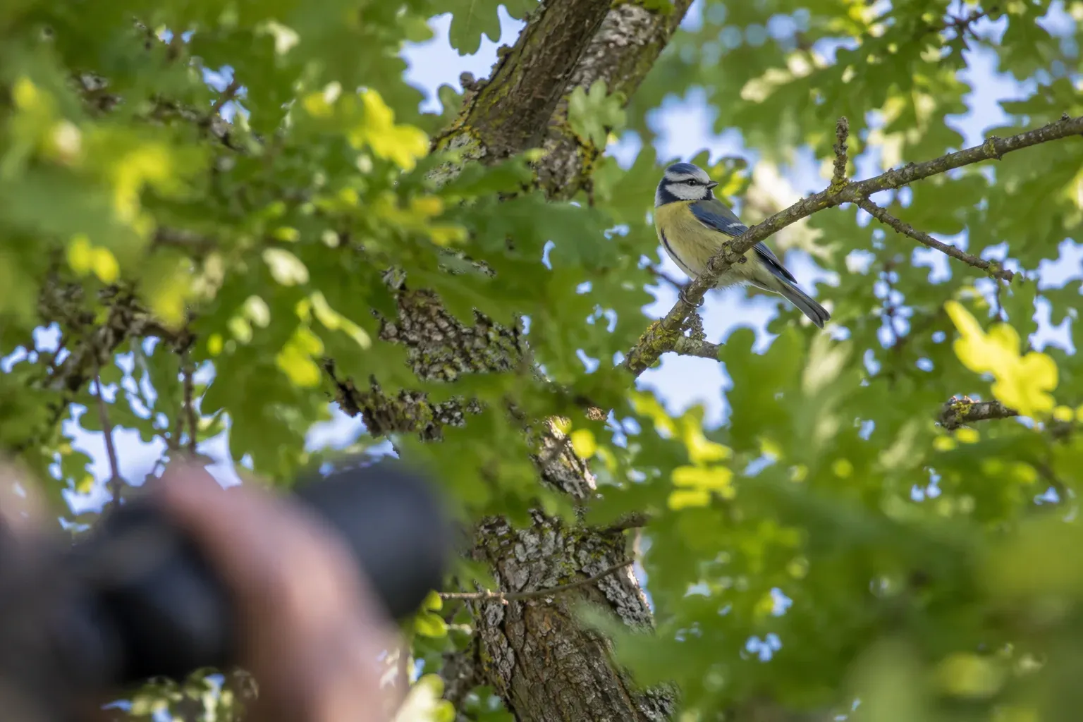 Kleiner Singvogel halb verdeckt zwischen belaubten Zweigen eines Gartenbaums, von unten gesehen (KI-Illustration)