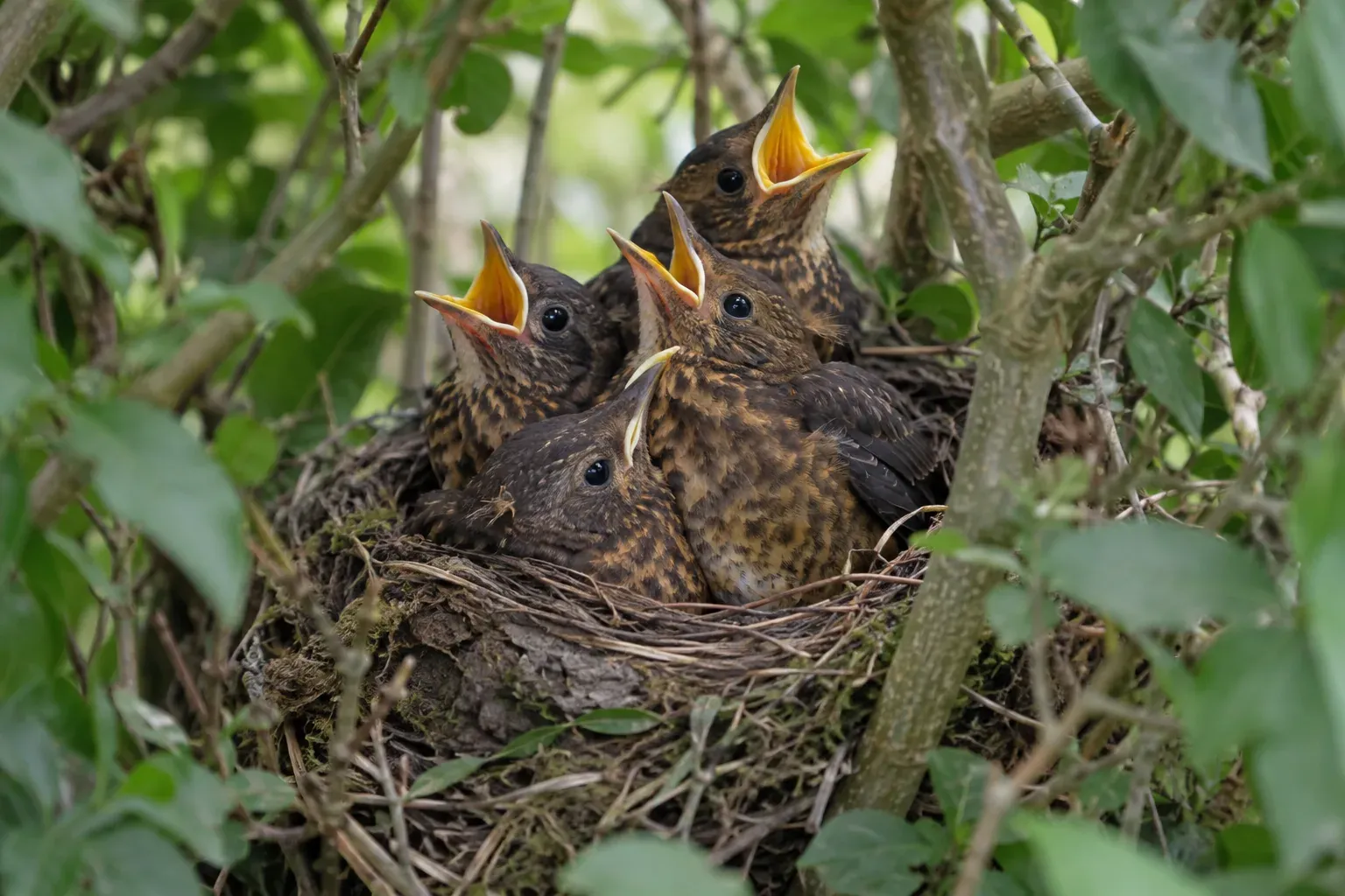 Vier bevederde jonge lijsters dicht op elkaar in een komvormig nest, snavels open, bijna klaar om uit te vliegen (AI-illustratie)