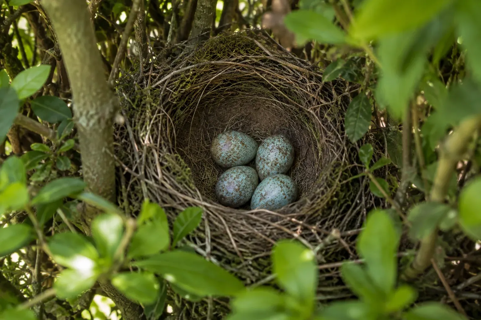 Quatre oeufs bleu ciel dans un nid en coupe tapissé d'herbe, vus légèrement du dessus (illustration IA)