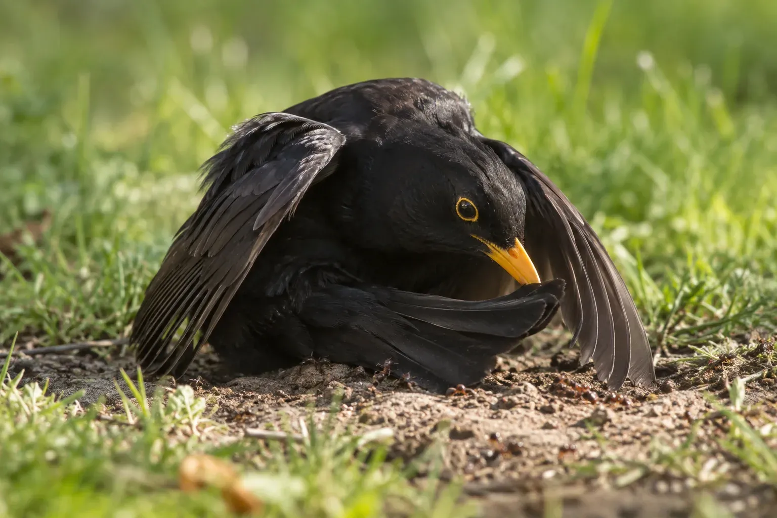 Un passereau accroupi sur le sol nu, ailes étalées et queue ramenée vers l'avant, tenant une fourmi dans le bec contre ses plumes d'aile (illustration IA)