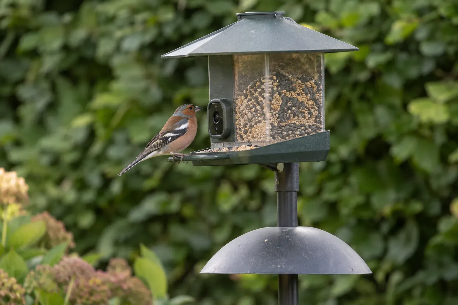 Smartes Vogelfutterhaus mit eingebauter Kamera auf einem Pfahl im Garten, ein Fink sitzt vor der Linse (KI-Illustration)