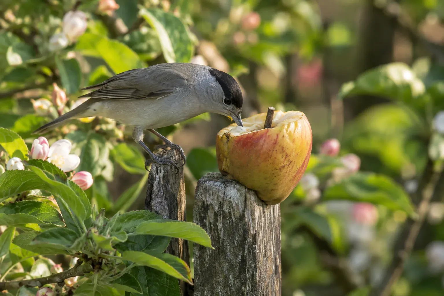 Eine Amsel pickt an einem halbierten Apfel, der im Winter auf dem Rasen liegt (KI-Illustration)