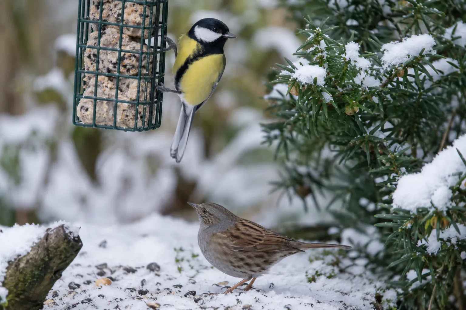 Kleine Singvögel fressen an einem verschneiten Futterplatz Körner und Fettfutter (KI-Illustration)