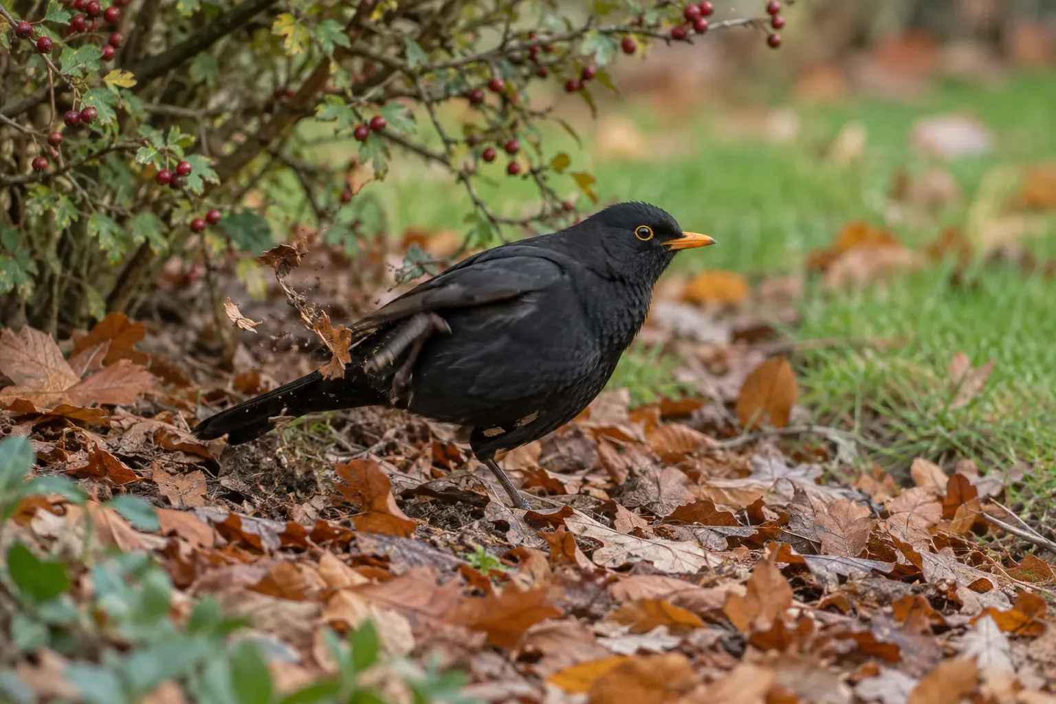 Een merel die door een laag bruine herfstbladeren onder een struik in een border woelt (AI-illustratie)