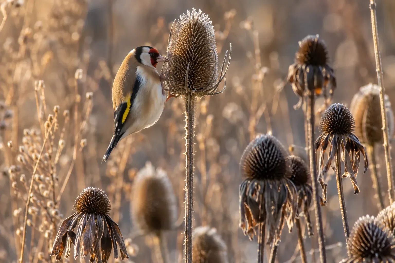 Een putter op een uitgebloeid, berijpt zaadhoofd van een kaardenbol in een wintertuin (AI-illustratie)