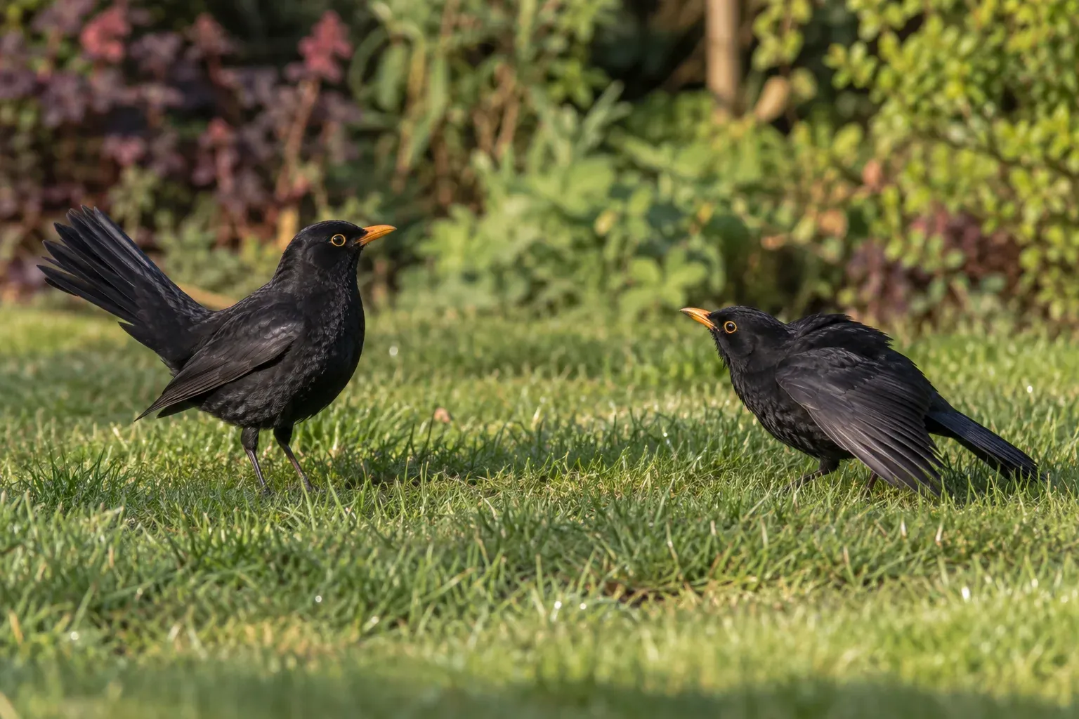 Zwei Vögel stehen sich auf einem Rasen gegenüber, mit leicht gesenkten Flügeln und gefächertem Schwanz in Drohhaltung (KI-Illustration)
