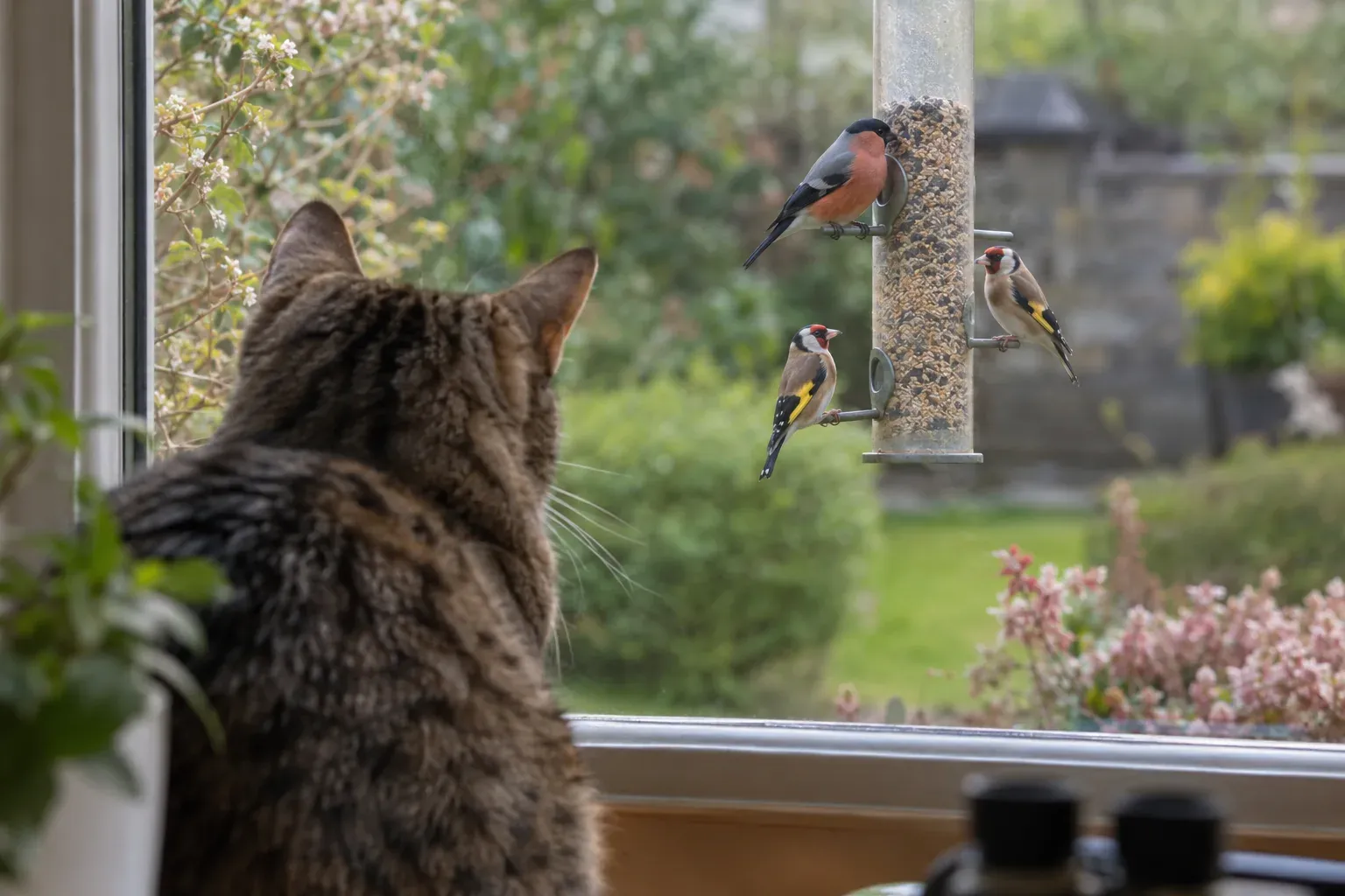 Eine Hauskatze sitzt drinnen hinter einer Fensterscheibe und beobachtet kleine Vögel an einem Futterhaus im Garten (KI-Illustration)