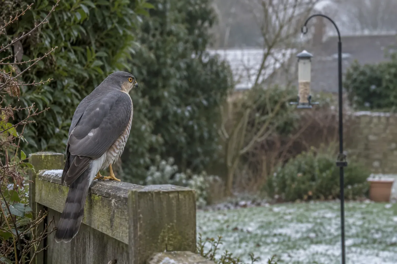 Ein Greifvogel sitzt im Winter auf einem Holzzaun in der Nähe eines leeren Vogelfutterhauses im Garten (KI-Illustration)