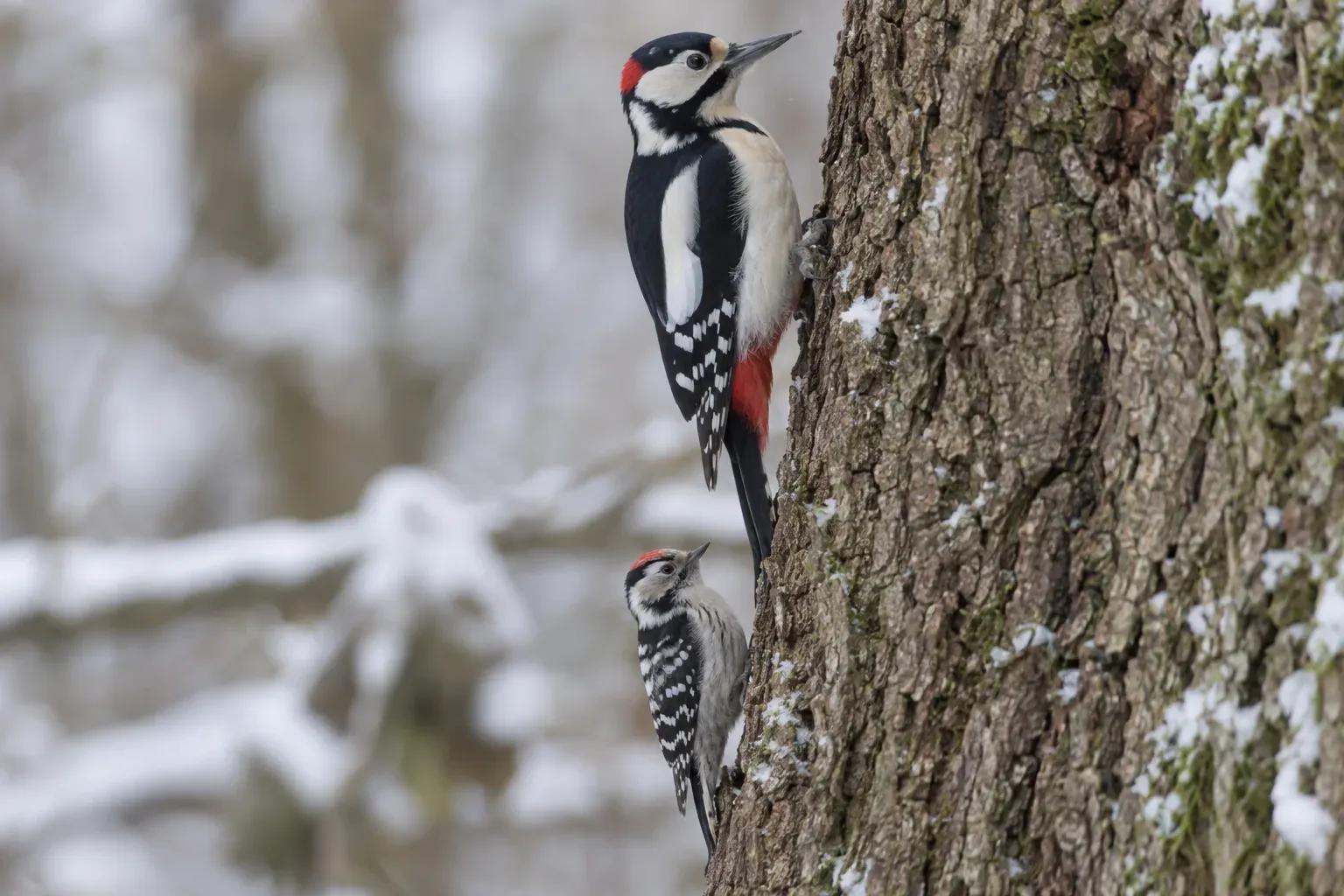 Deux pics noir et blanc de tailles différentes agrippés au même tronc d'arbre, montrant leur différence de taille et de bec (illustration IA)