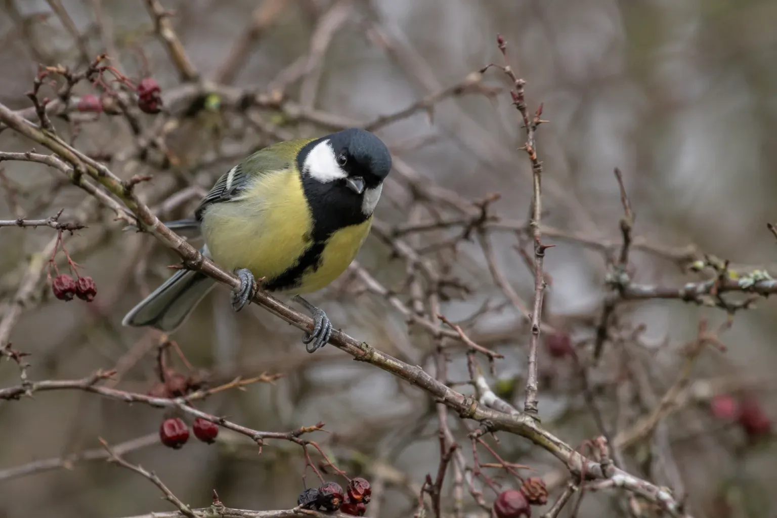 Une mésange curieuse qui se penche hors d'un fourré de rameaux nus, la tête tournée vers l'observateur (illustration IA)