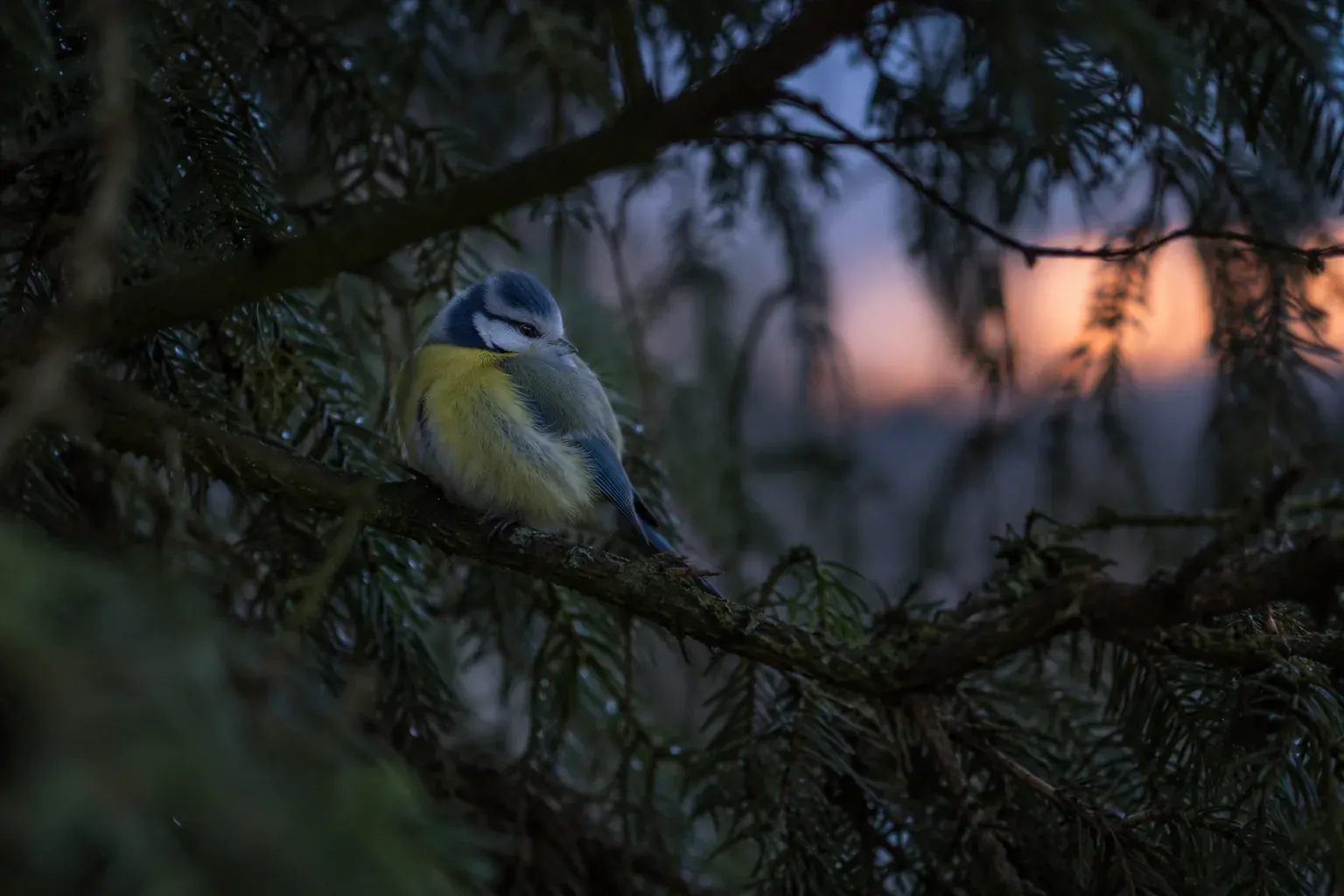 Un petit passereau endormi, plumes gonflées, sur une branche au cœur d'un conifère dense au crépuscule (illustration IA)