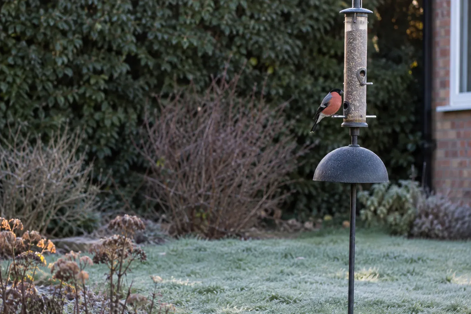Ein Futterspender an einem Ständer steht im Garten einige Meter vor immergrünen Sträuchern, ein Vogel sitzt daran (KI-Illustration)