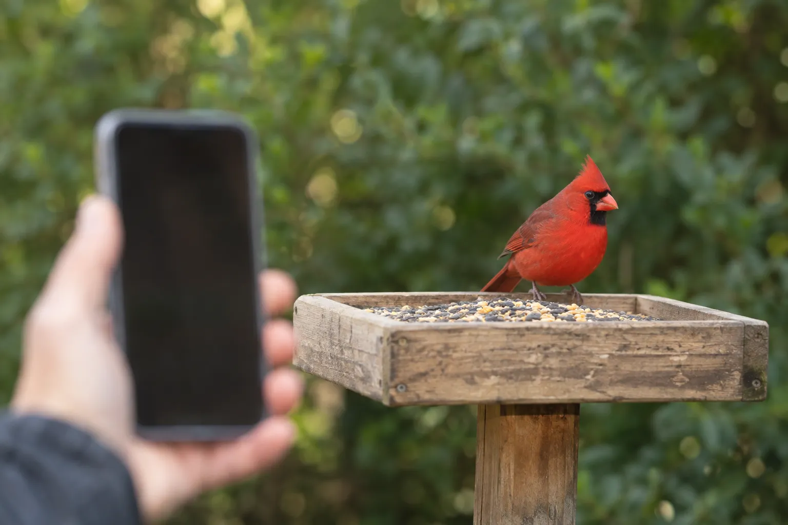 A smartphone held at arm's length near a backyard feeder where a male Northern Cardinal perches (AI illustration)