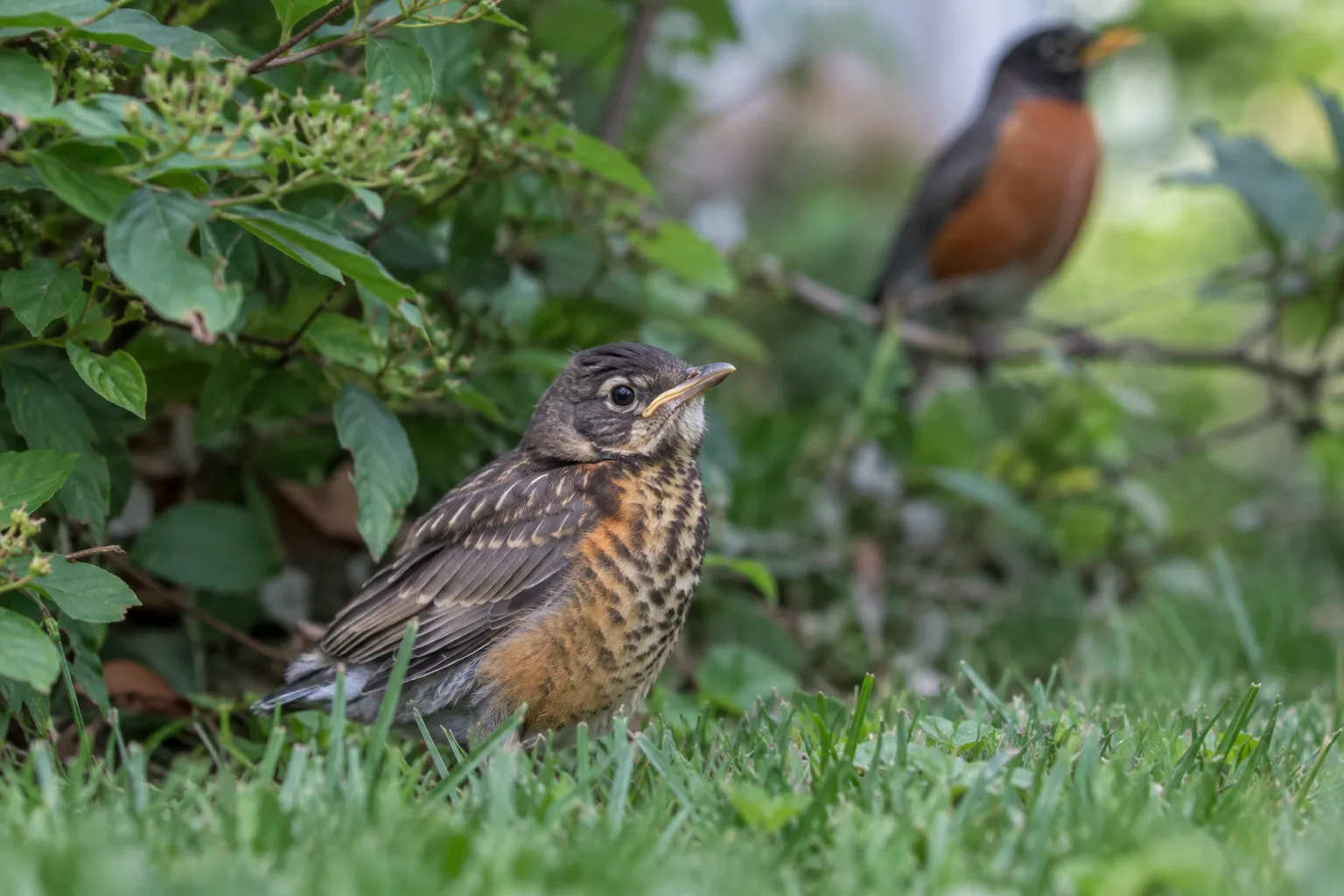 A fledgling American Robin with a speckled breast and short tail sitting on a lawn beneath a shrub (AI illustration)