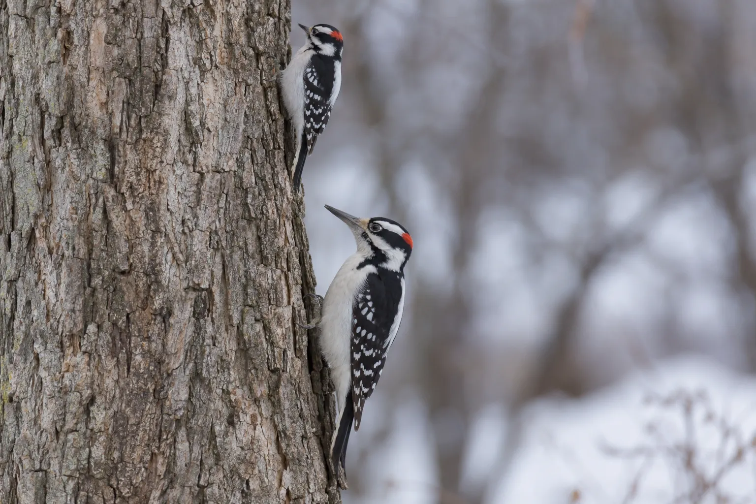 A Downy Woodpecker and a Hairy Woodpecker clinging to the same tree trunk, showing their difference in size and bill length (AI illustration)