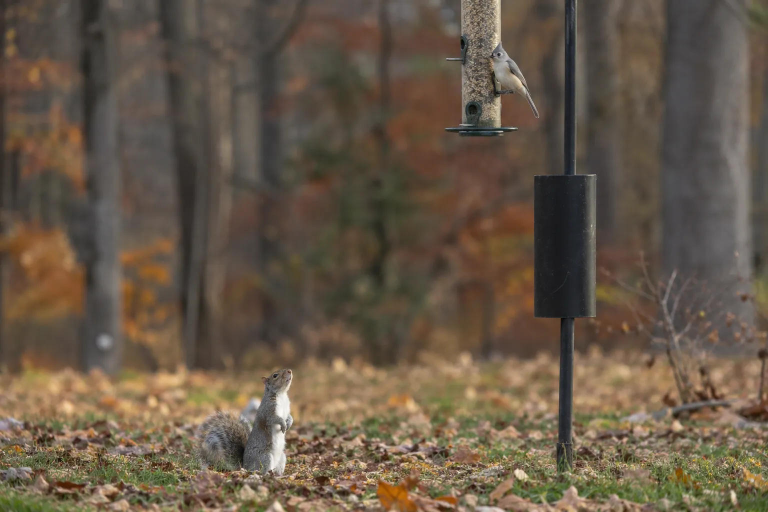 A gray squirrel sitting on the ground below a pole-mounted bird feeder with a cylindrical baffle (AI illustration)