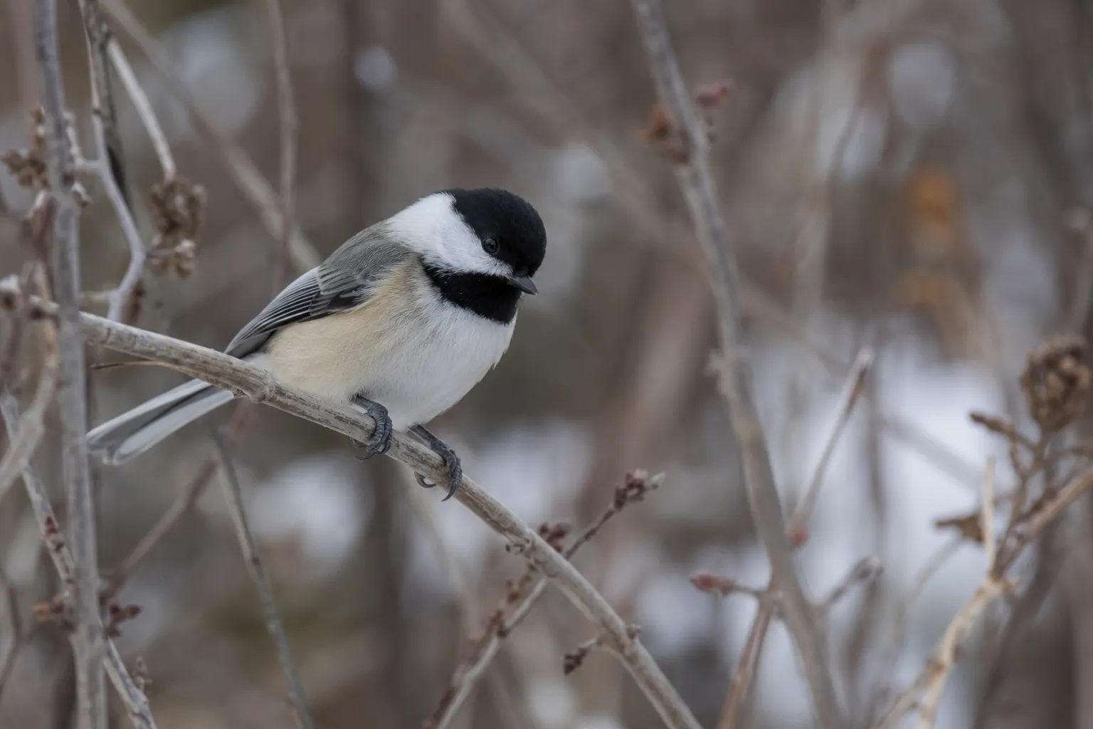A curious Black-capped Chickadee peering out from a thicket of bare twigs toward the viewer (AI illustration)