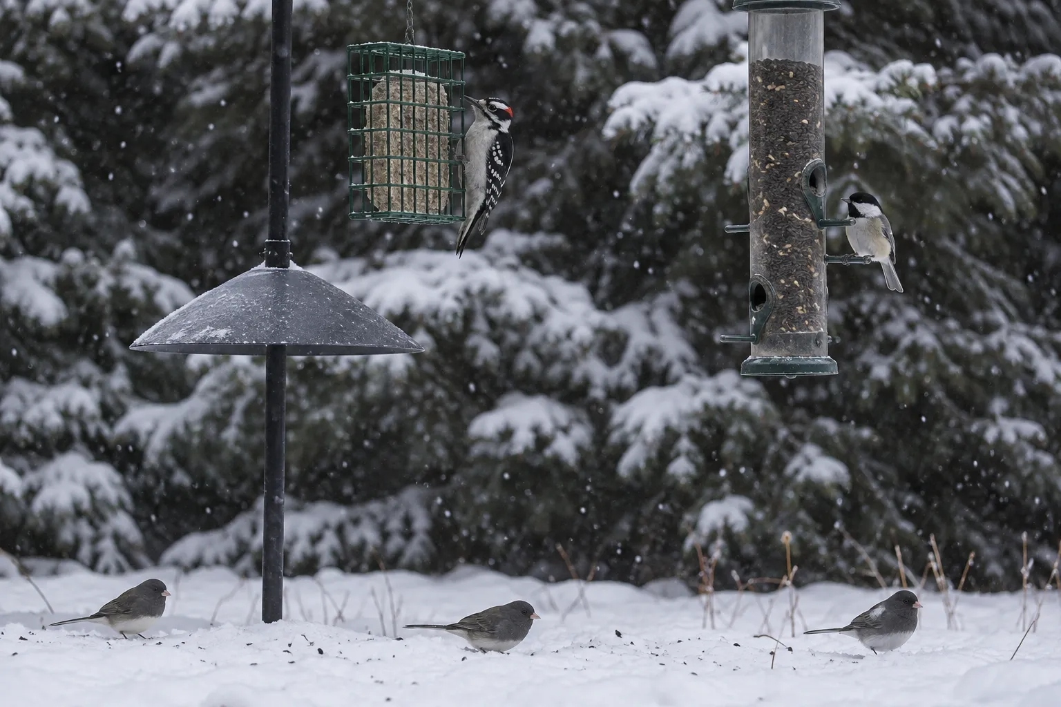 A snowy backyard with a suet cage and a tube feeder near evergreens, visited by a woodpecker and chickadees (AI illustration)