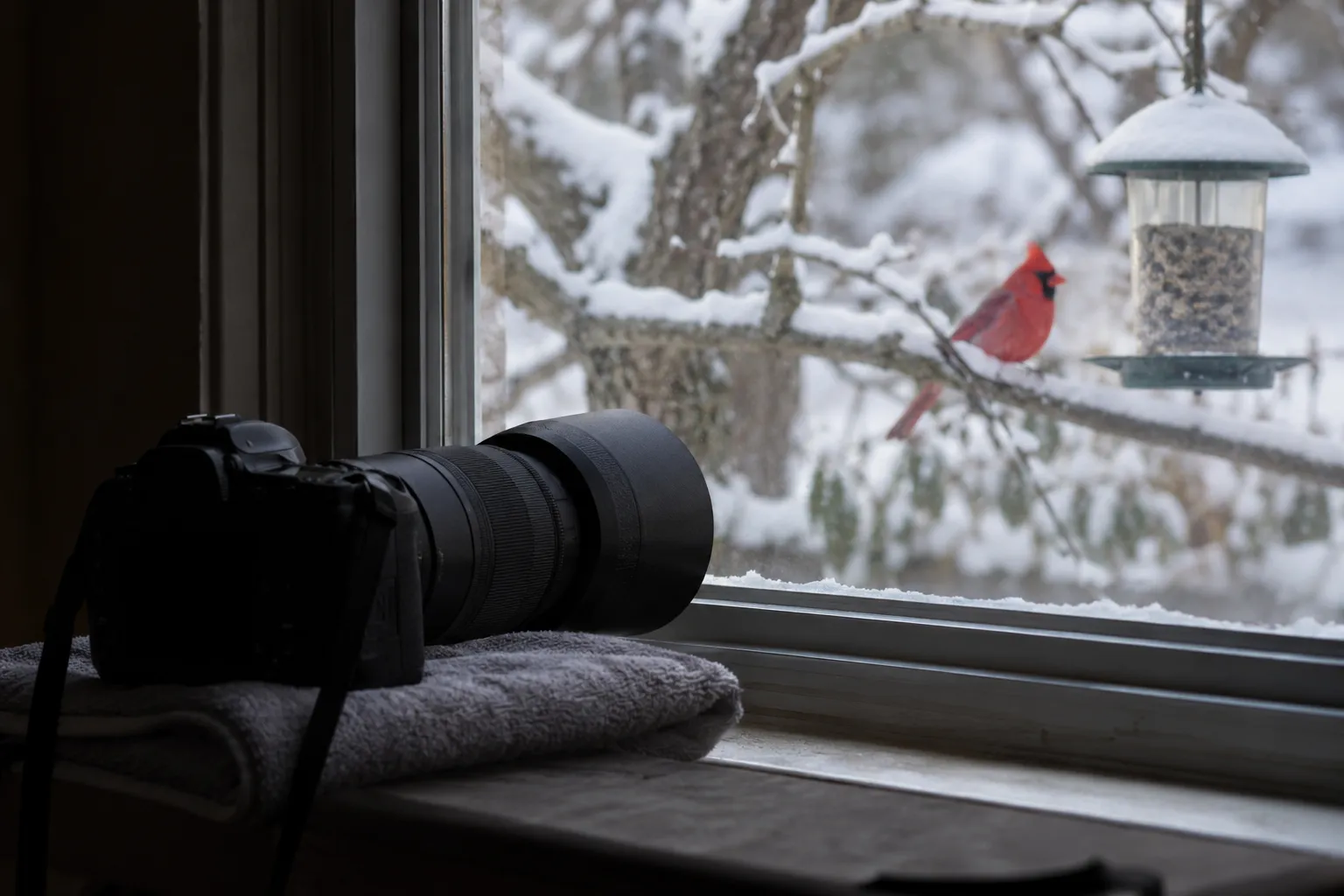 A camera with a long lens resting on a windowsill, pointed through the glass at a songbird on a branch outside (AI illustration)