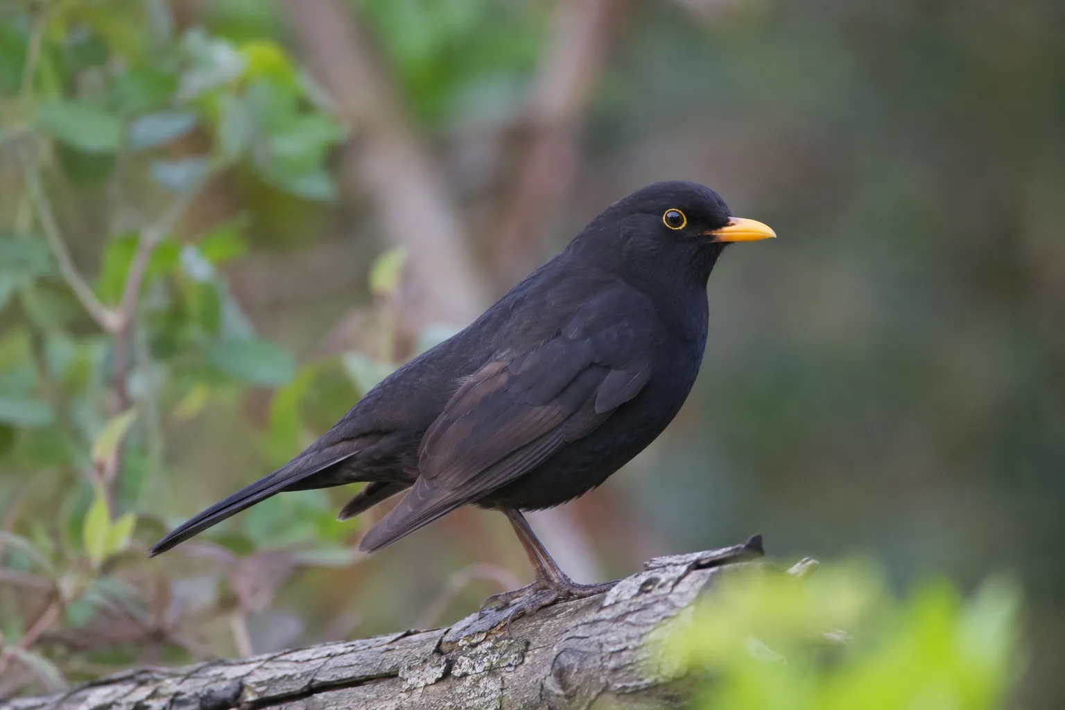 Eine männliche Amsel mit schwarzem Gefieder und orangegelbem Schnabel pickt an einem halbierten Apfel im winterlichen Rasen (KI-Illustration)