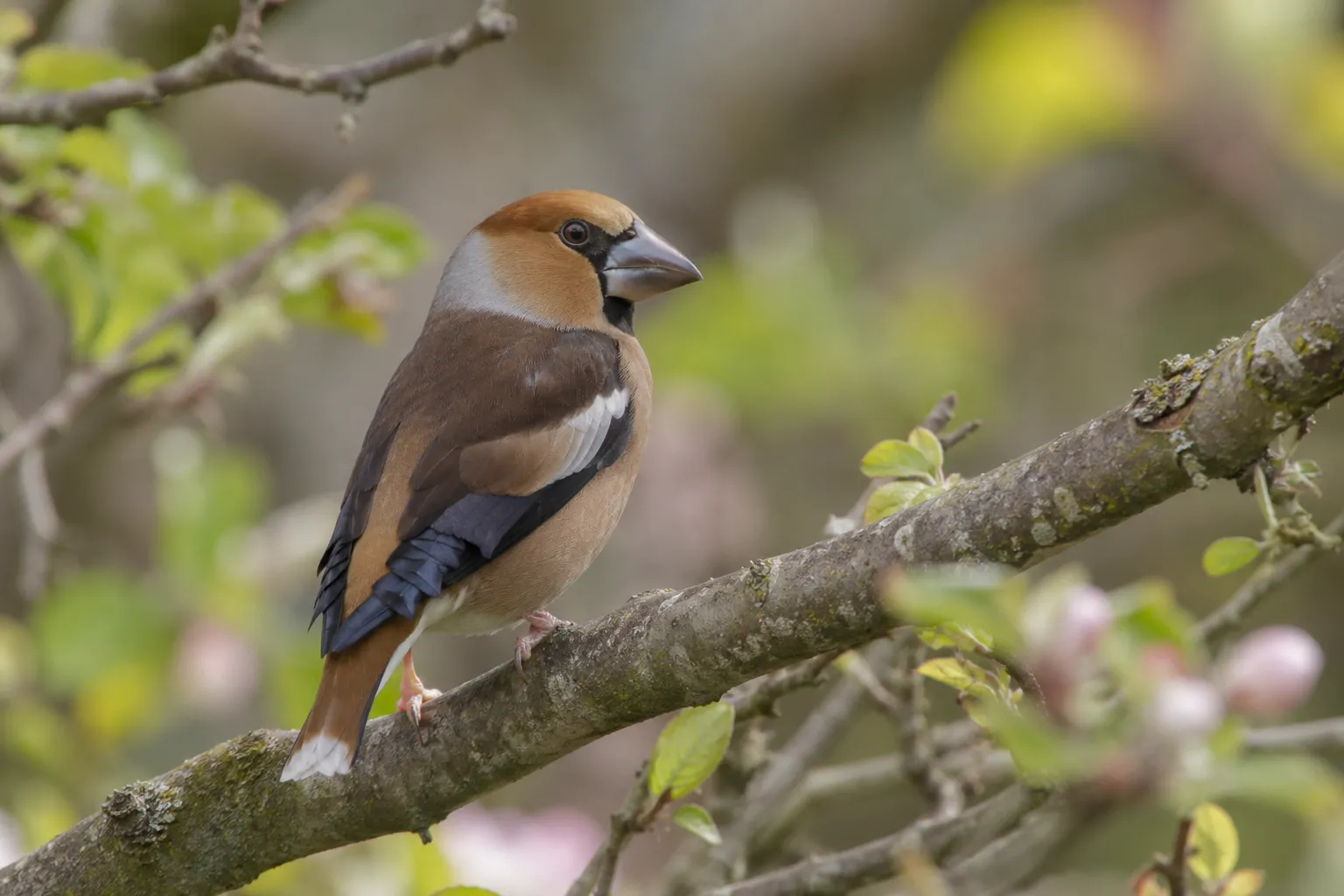 Een mannetje appelvink met oranjebruine kop, grijze nekband, zwarte keelvlek en een enorme kegelvormige snavel zit in een haagbeuk met zaden (AI-illustratie)